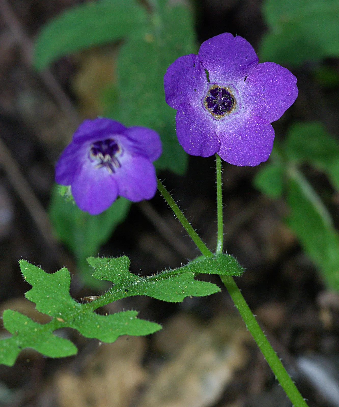 Fiesta Flower