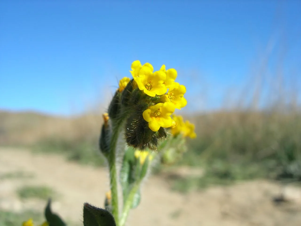 Fiddleneck (Amsinckia menziesii)