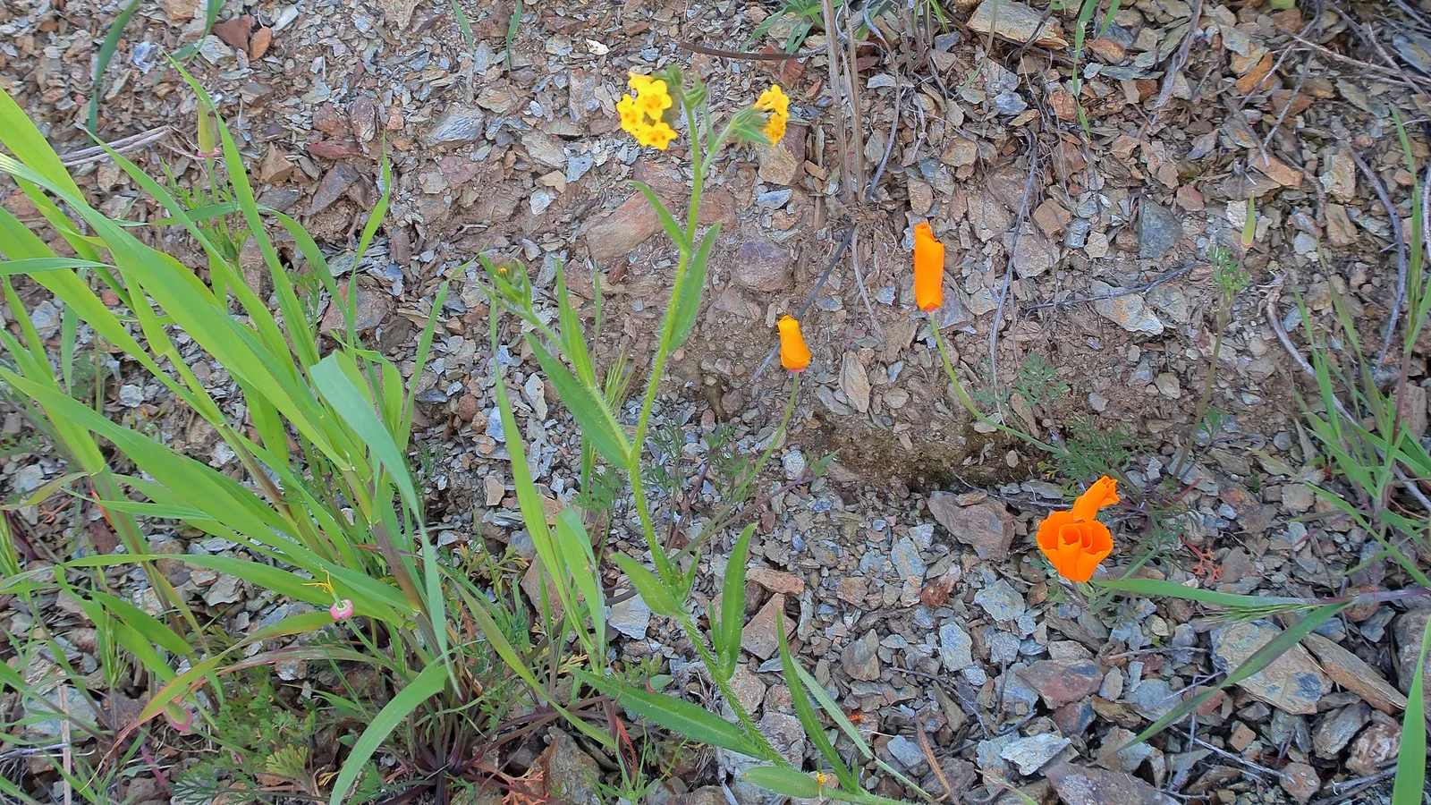 Common Fiddleneck