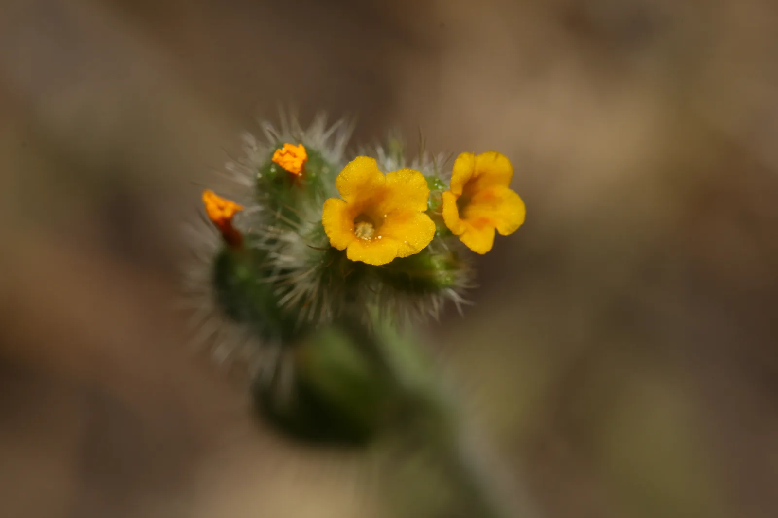 Tarweed Fiddleneck