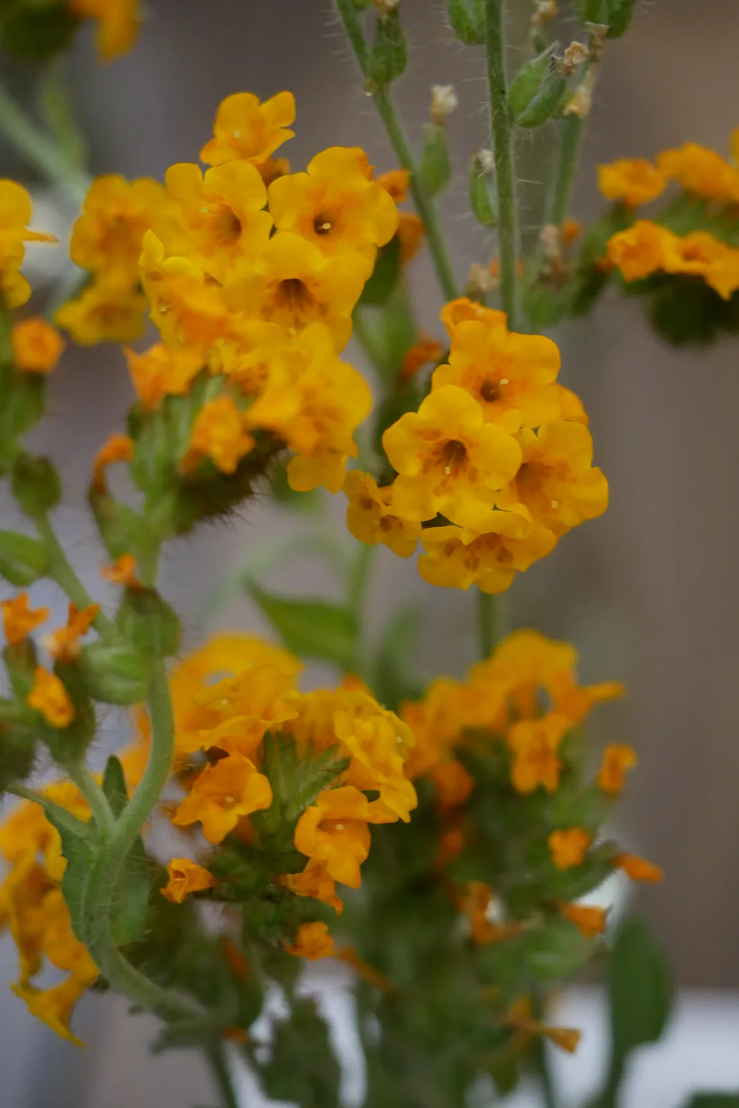 Douglas Fiddleneck