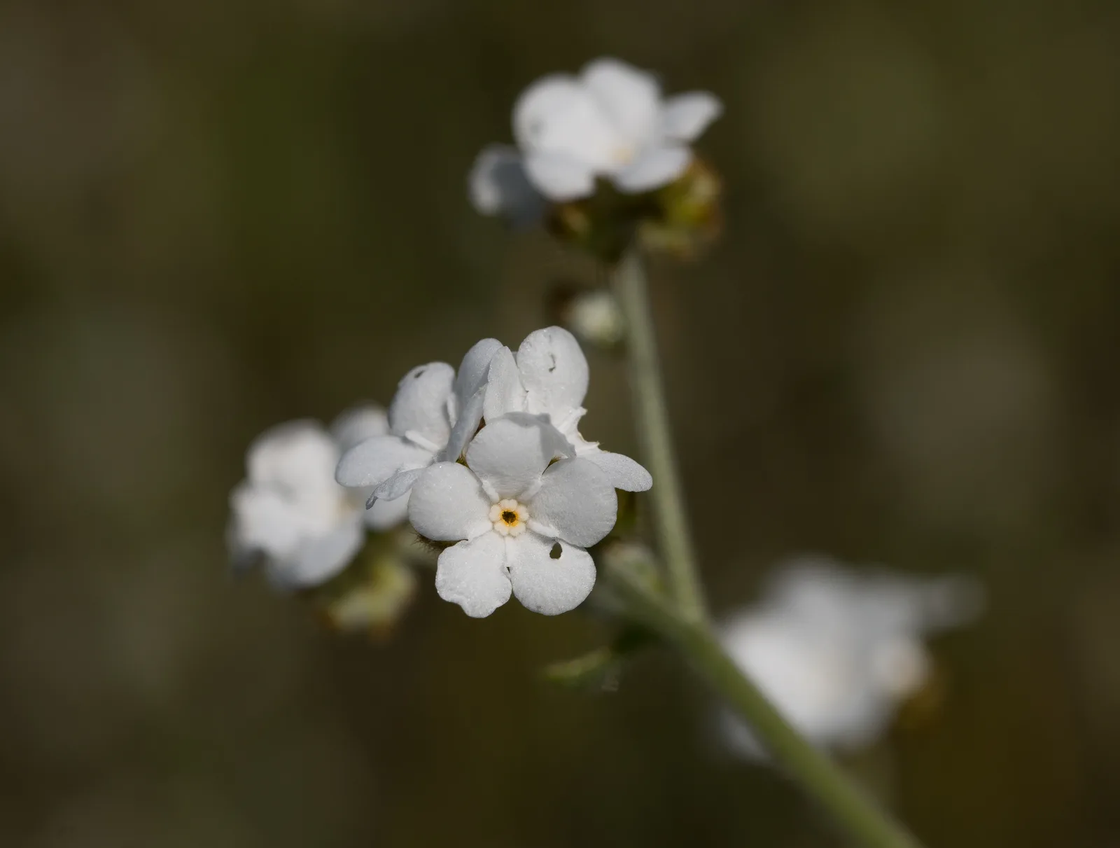 Popcorn Flower
