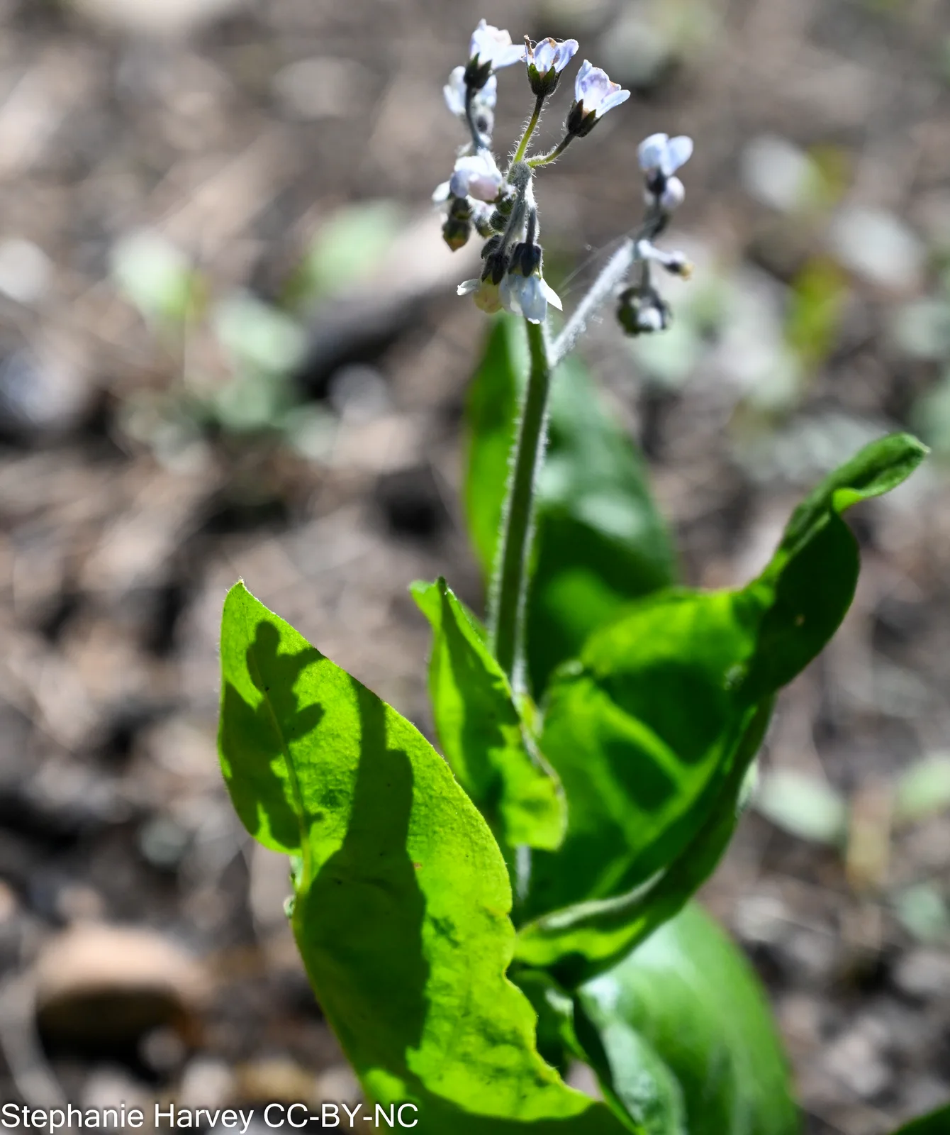 Wild Comfrey (Andersonglossum virginianum)