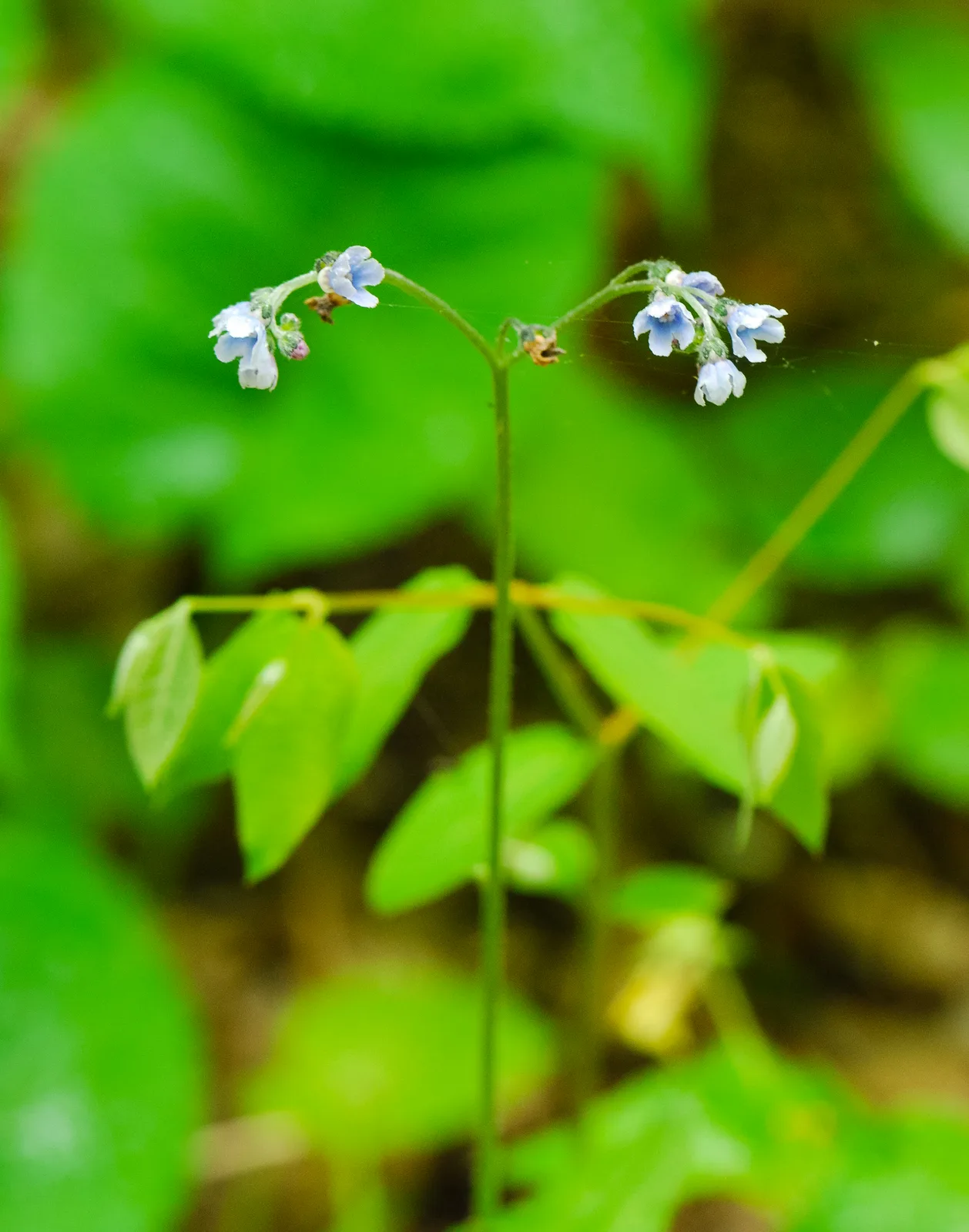 Northern Wild Comfrey (Andersonglossum boreale)