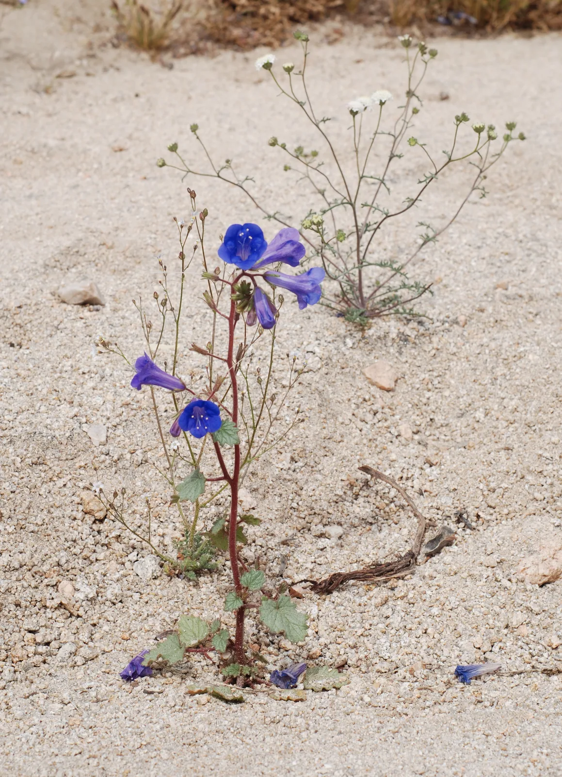 Desert Bluebells (Phacelia campanularia)