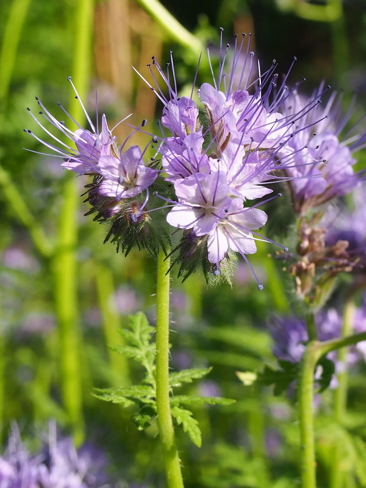 Lacy Phacelia