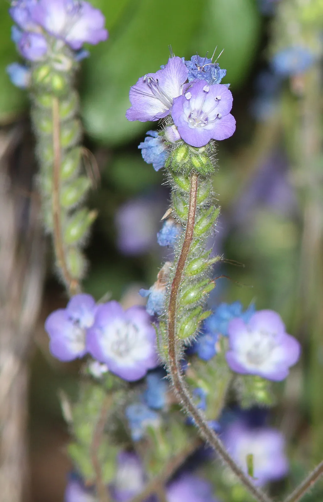 Scorpionweed (Phacelia crenulata)