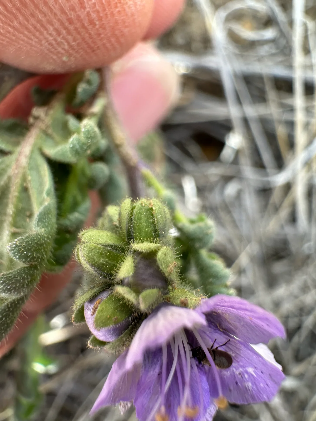 Great Valley Phacelia (Phacelia ciliata)