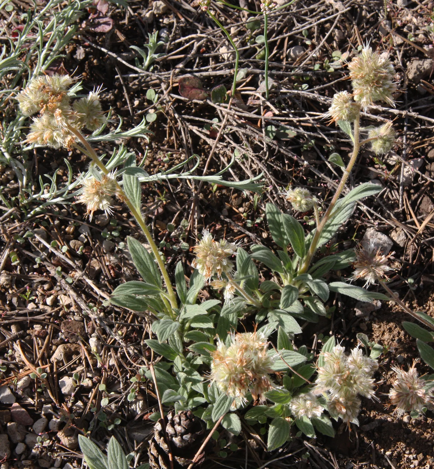 Silverleaf Phacelia (Phacelia hastata)