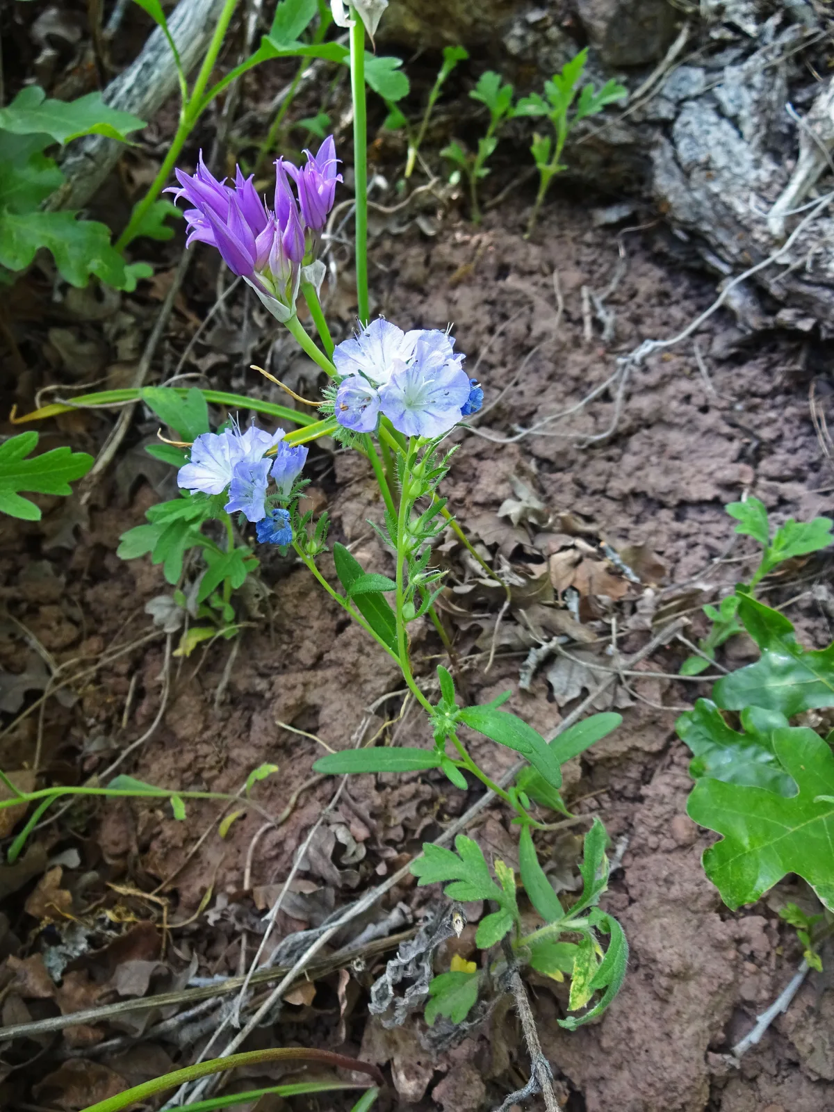 Threadleaf Phacelia (Phacelia linearis)