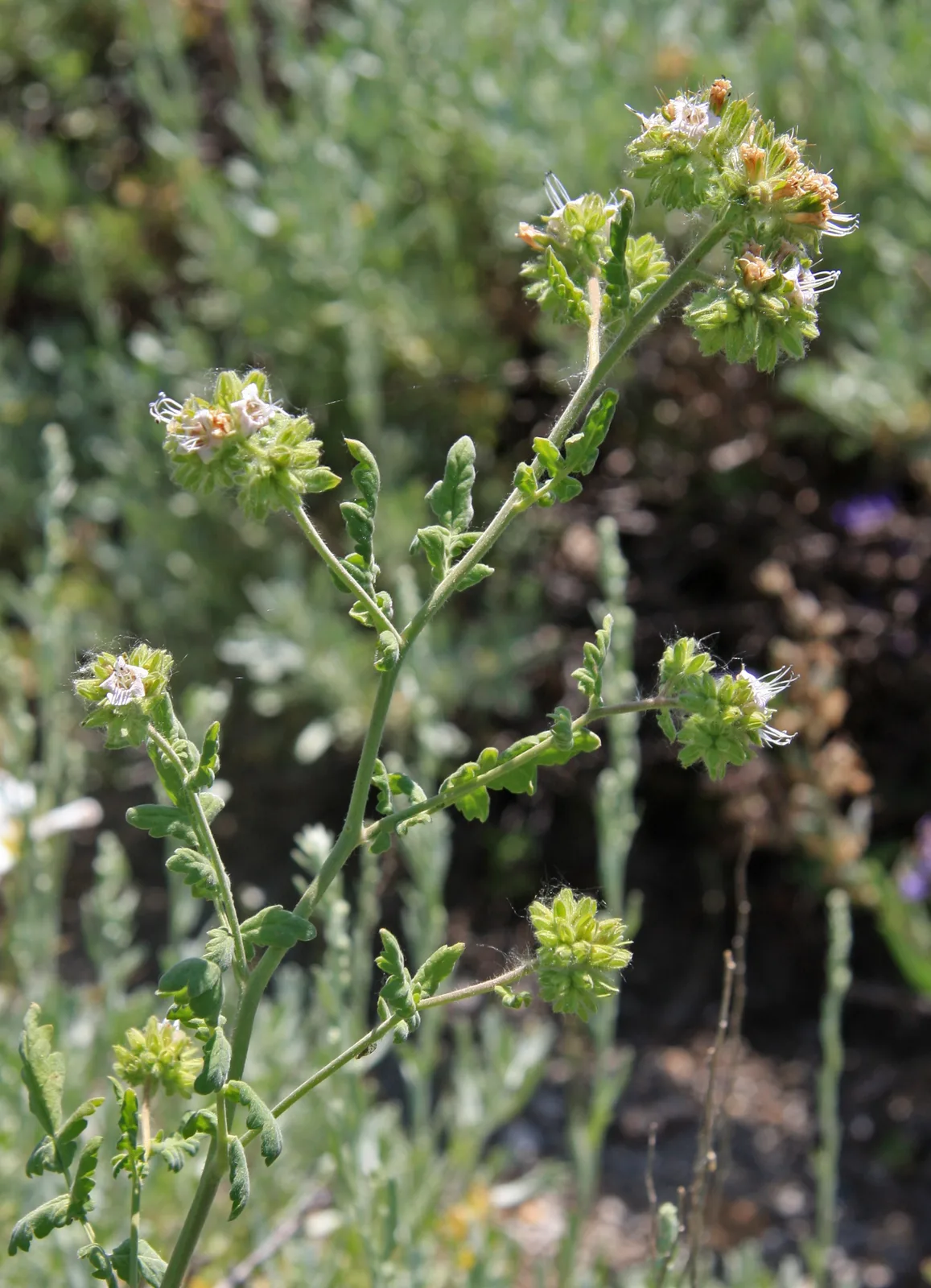 Branching Phacelia