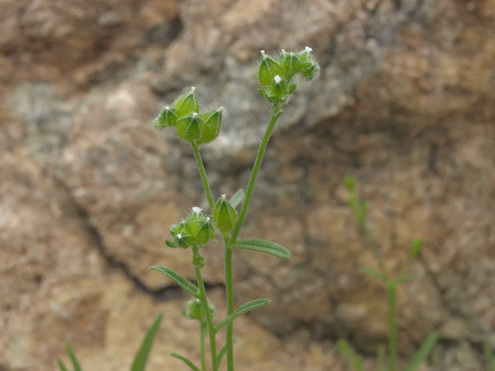 Wingnut Cryptantha (Cryptantha pterocarya)