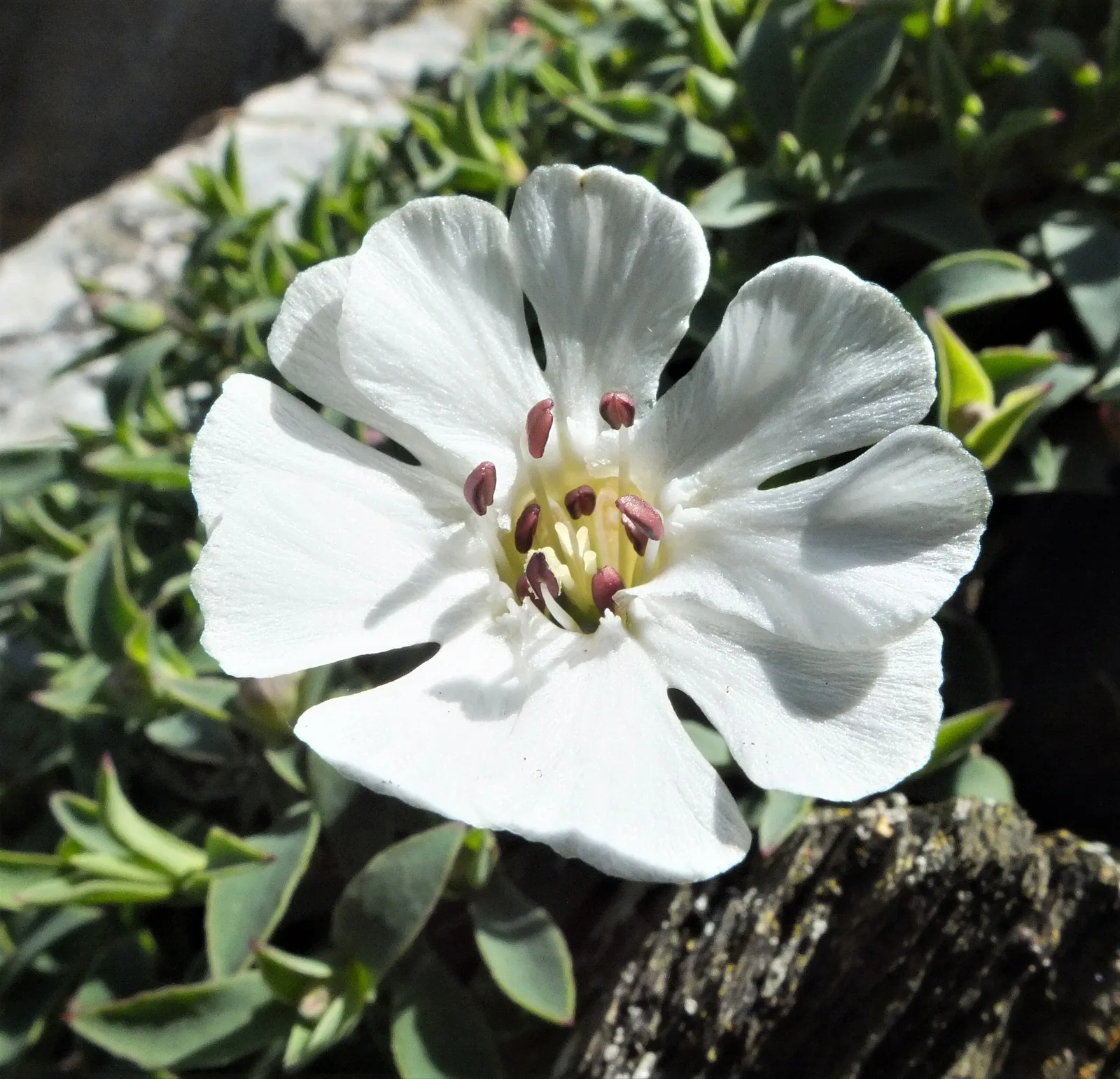 Sea Campion (Silene uniflora)