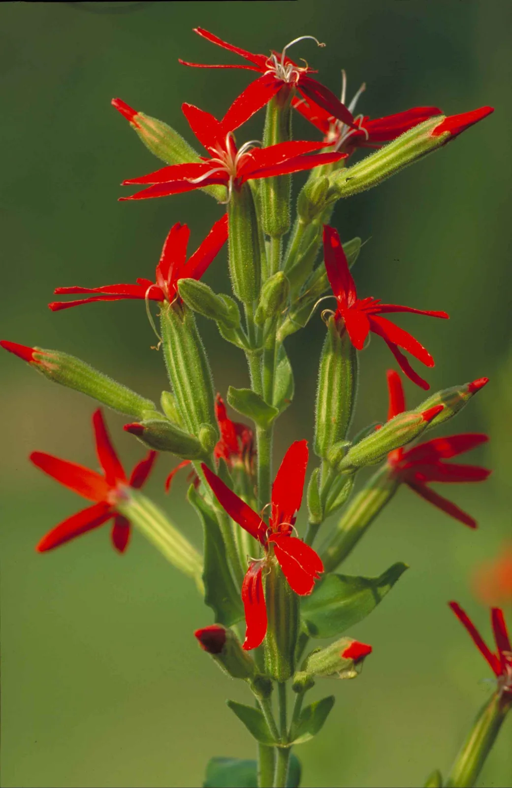 Royal Catchfly (Silene regia)