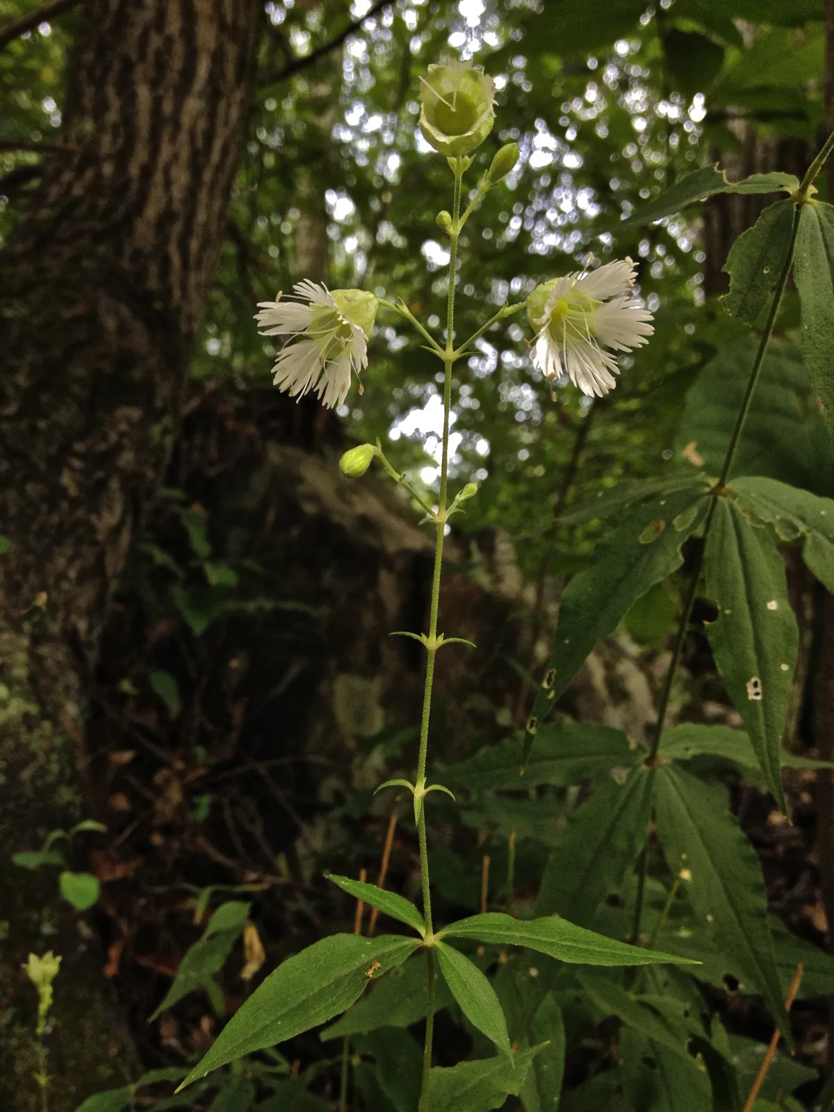 Starry Campion
