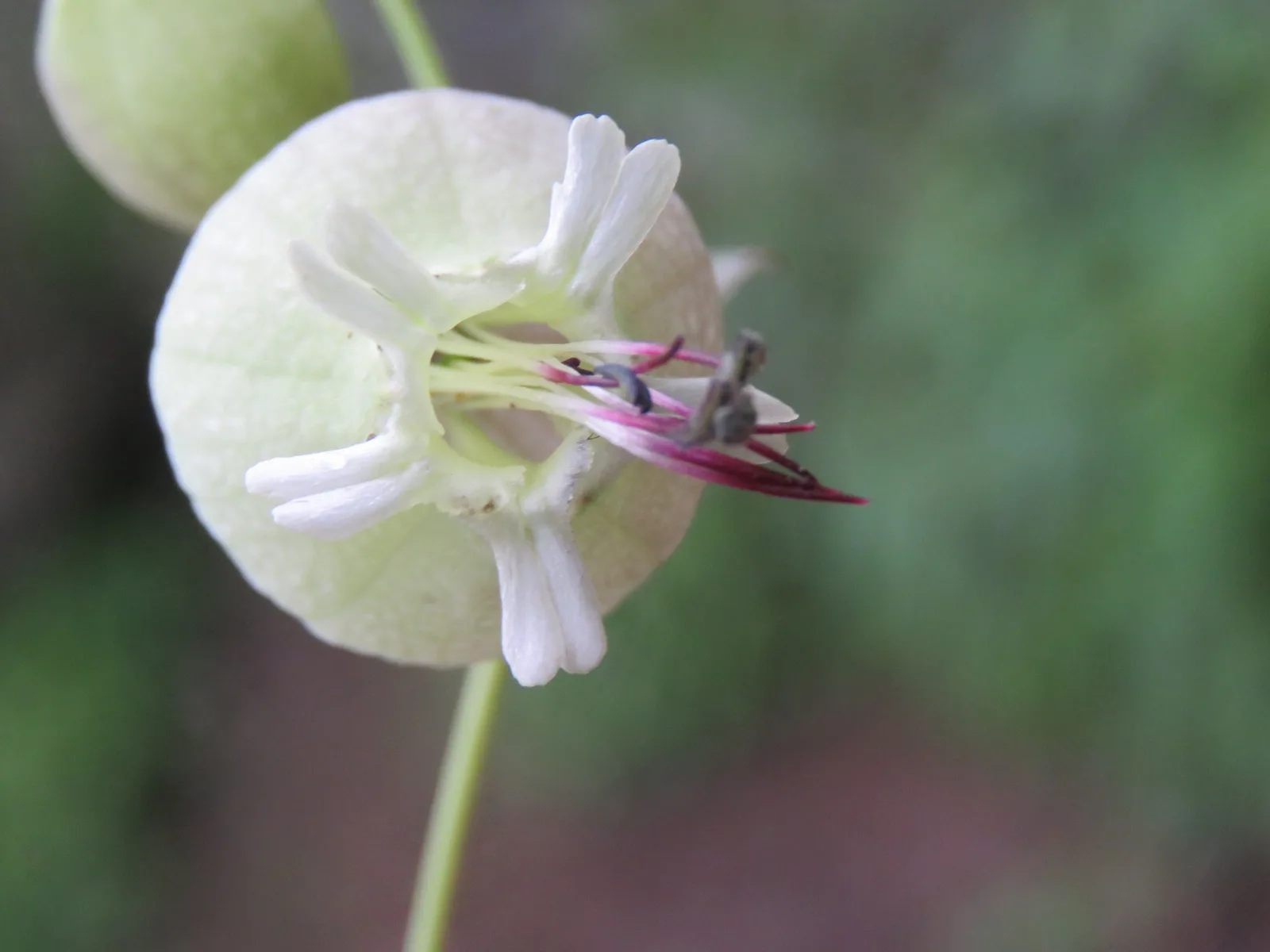 Bladder Campion (Silene vulgaris)