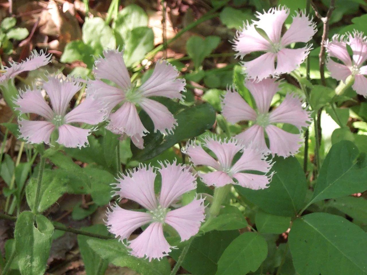 Fringed Campion (Silene polypetala)
