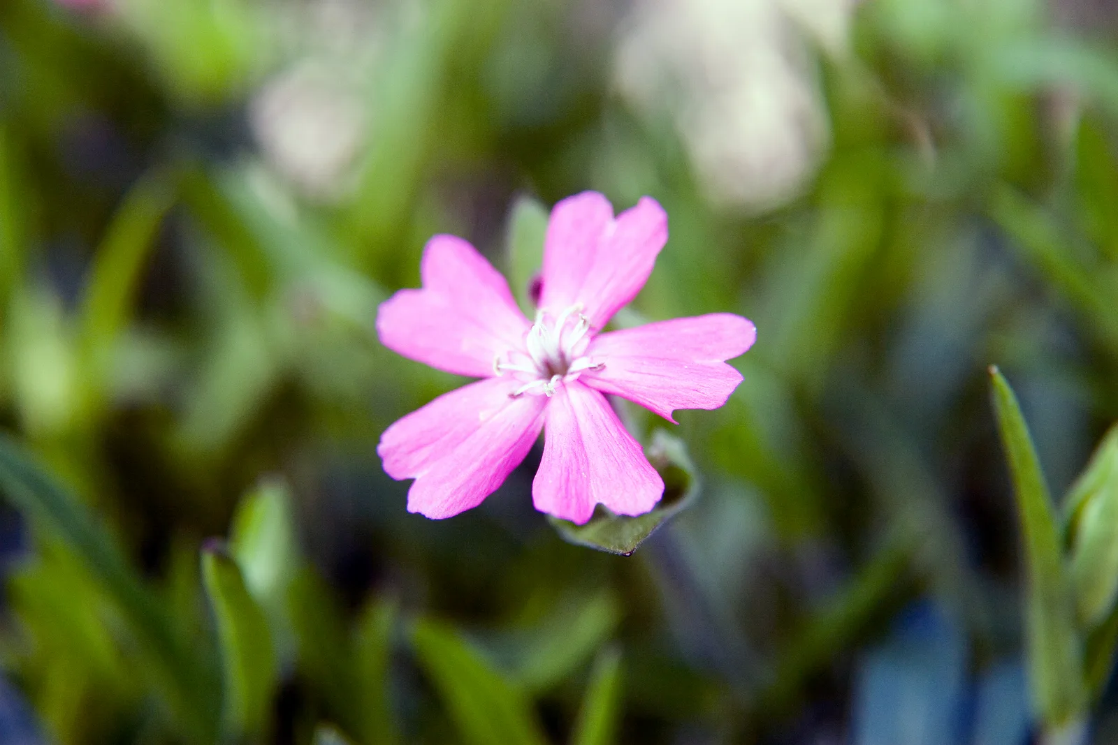 Carolina Catchfly (Silene caroliniana)