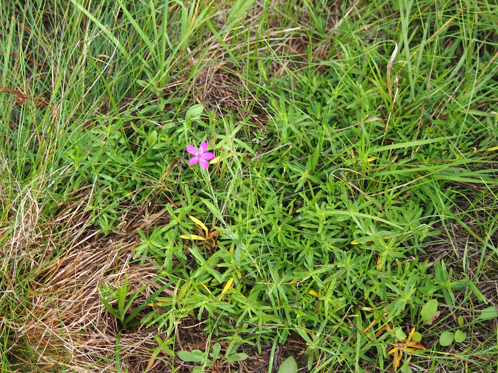 Maiden Pink (Dianthus deltoides)