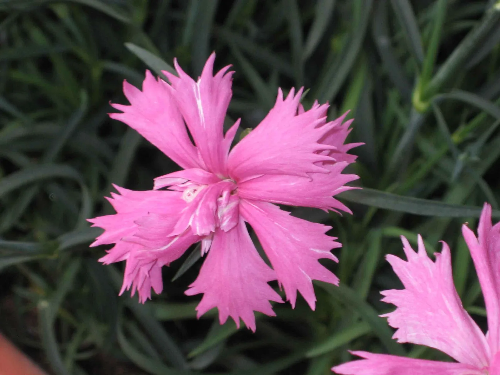 Cheddar Pink (Dianthus gratianopolitanus)
