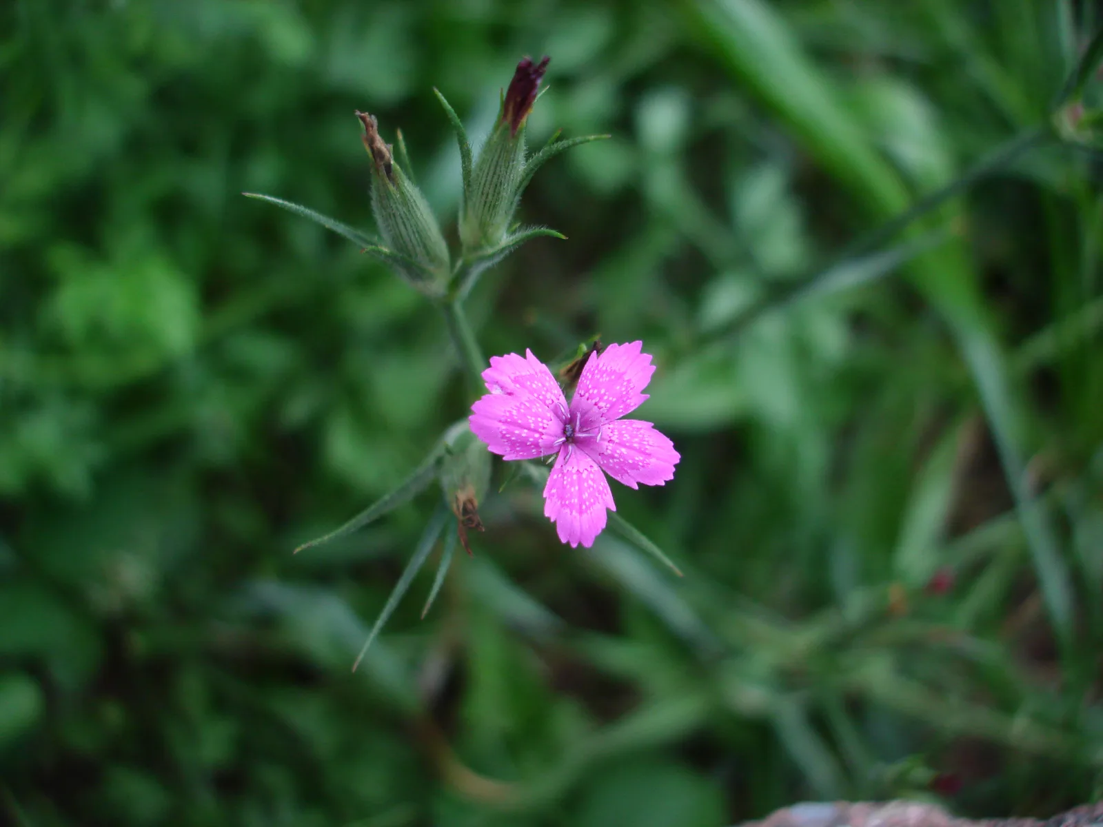 Deptford Pink (Dianthus armeria)