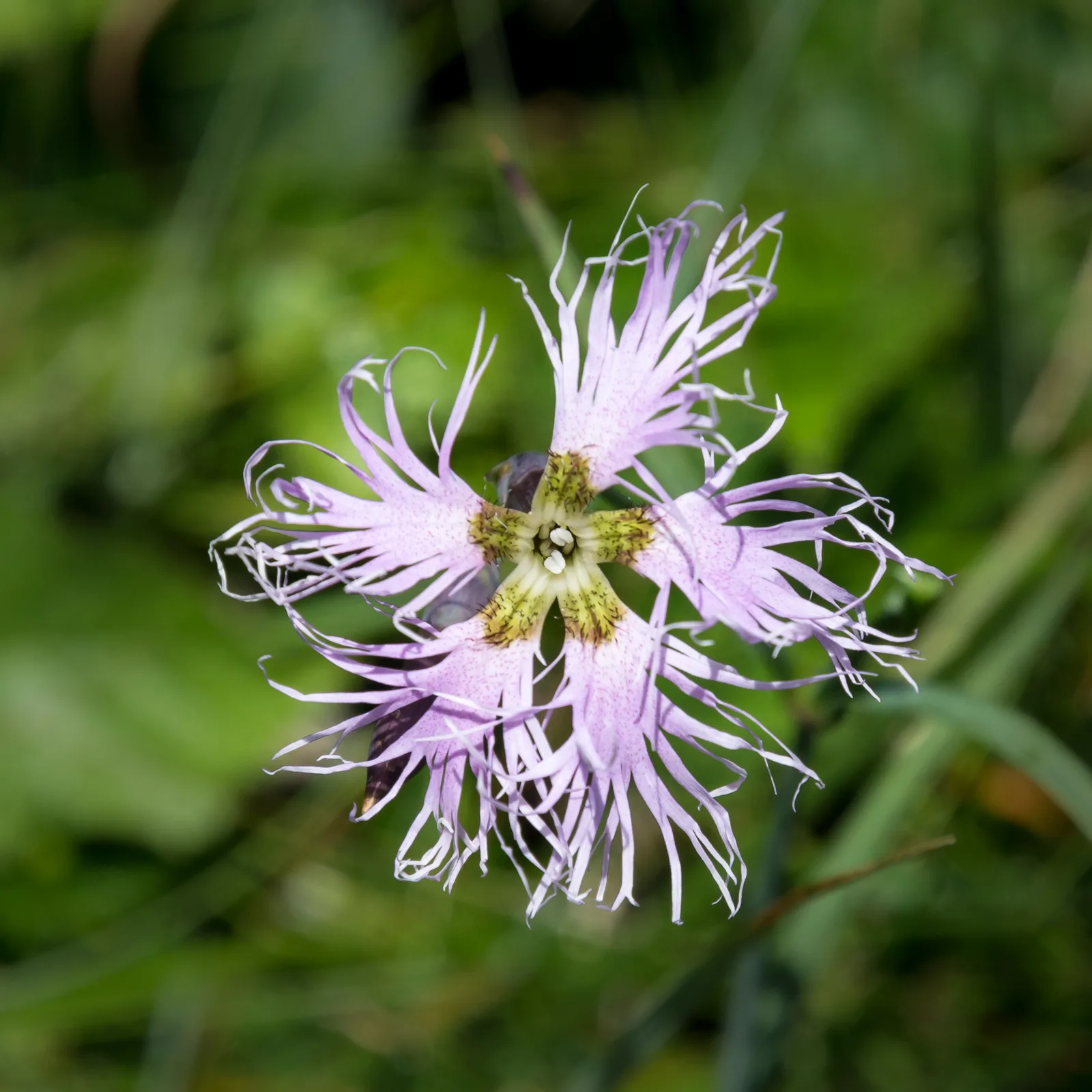 Fringed Pink (Dianthus superbus)
