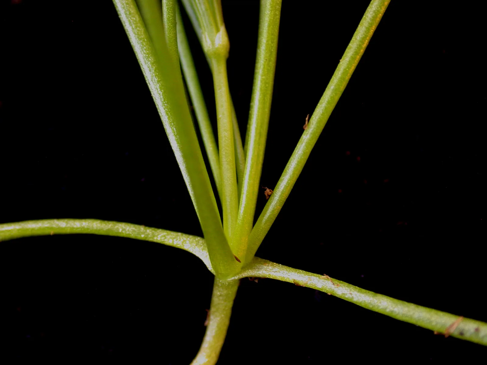 Corn Spurrey