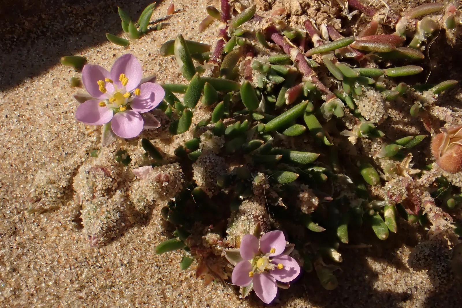 Sand Spurrey (Spergularia rubra)