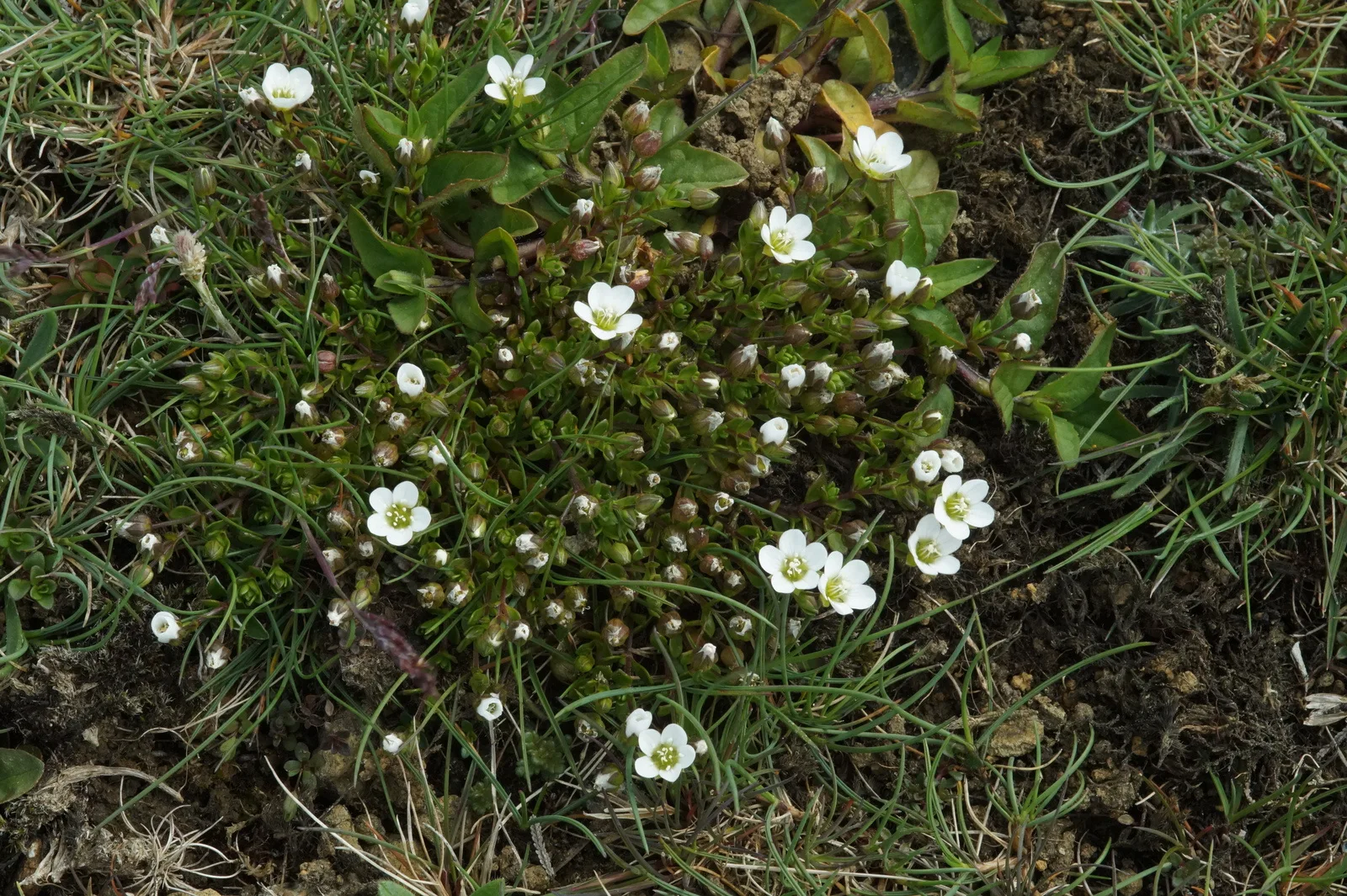 Norwegian Sandwort