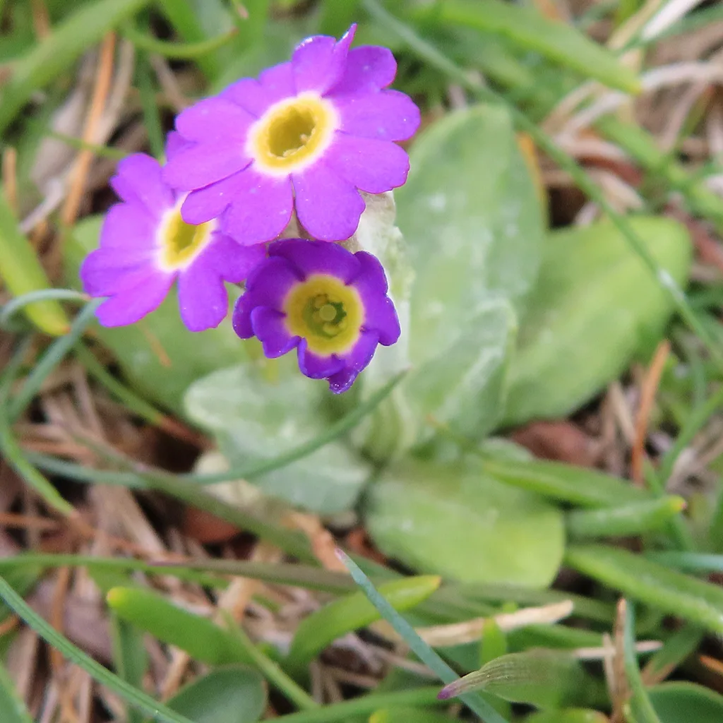 Scottish Primrose