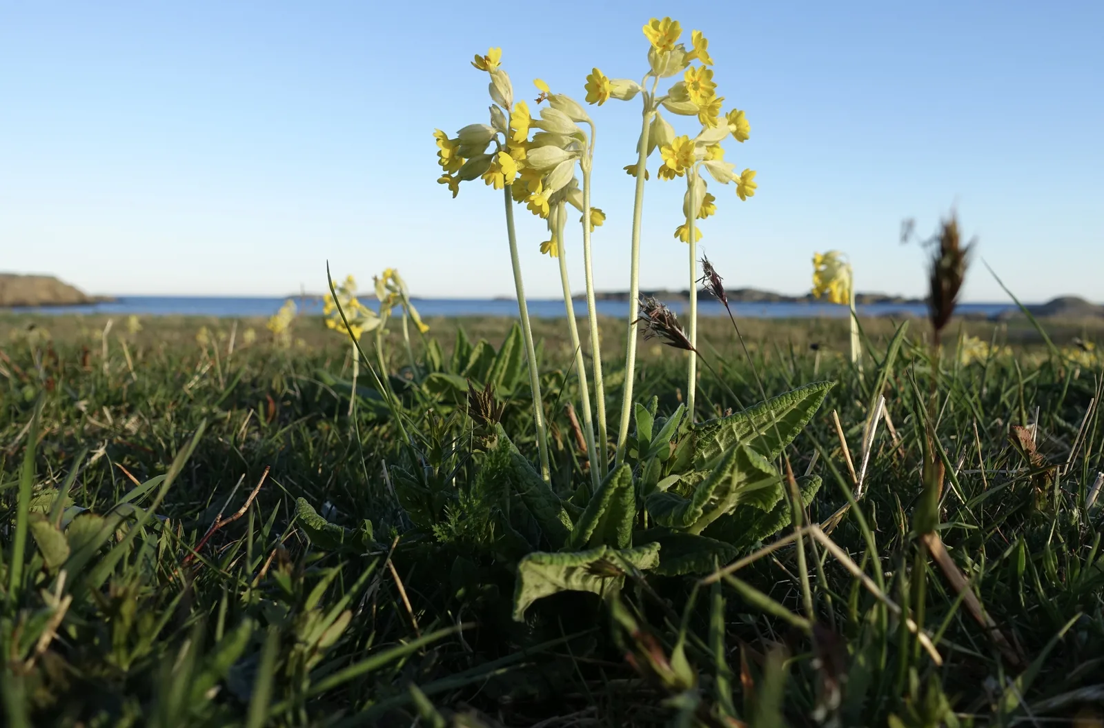 Cowslip Primrose (Primula veris)