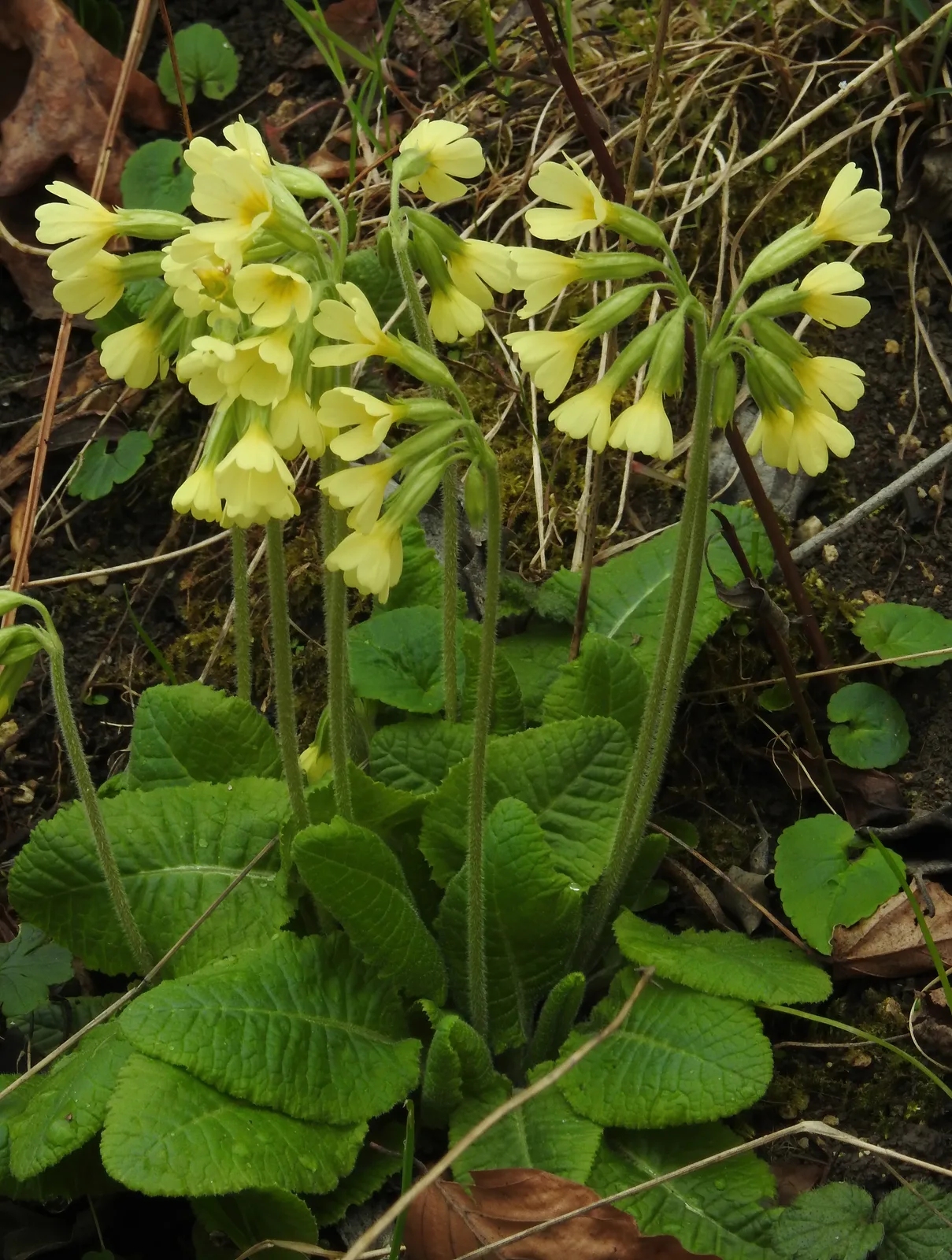 Oxlip (Primula elatior)