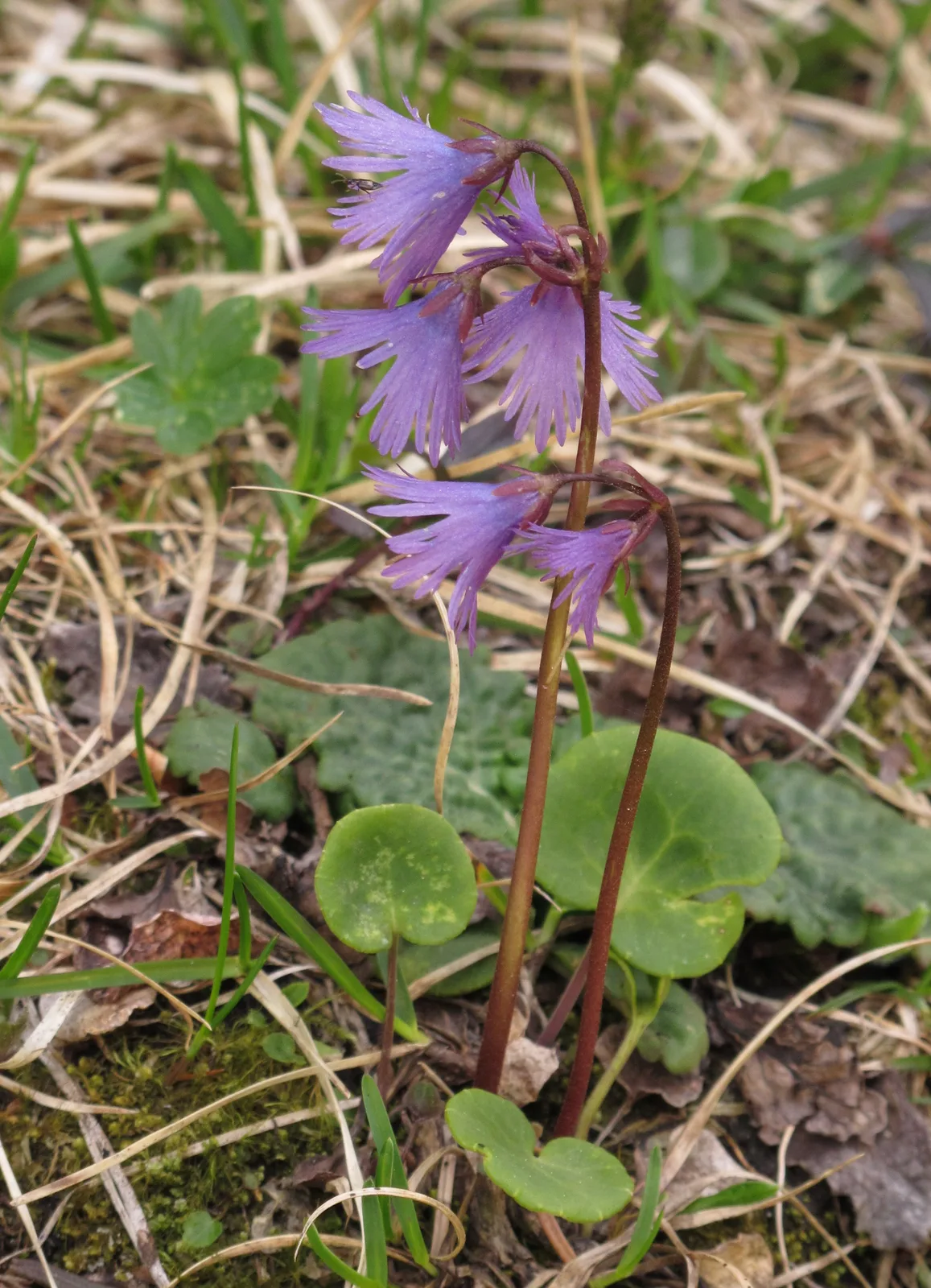 Alpine Snowbell