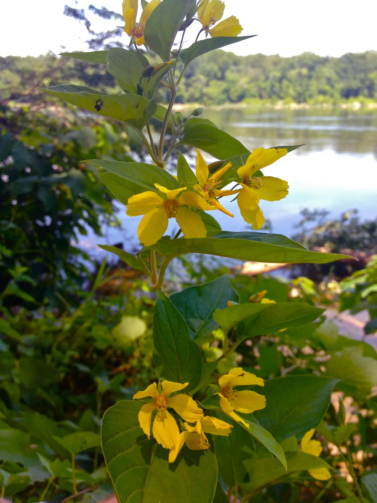 Fringed Loosestrife