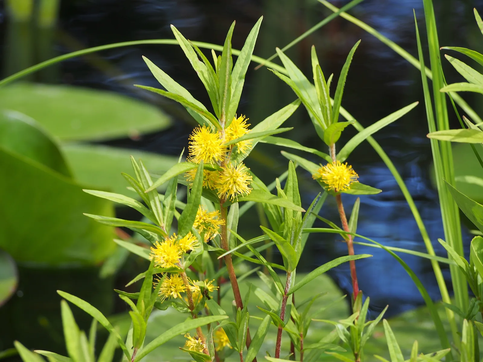 Tufted Loosestrife (Lysimachia thyrsiflora)