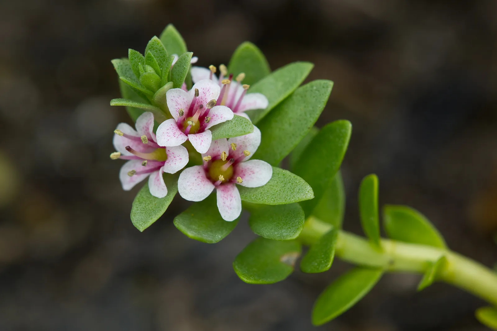 Sea Milkwort (Glaux maritima)