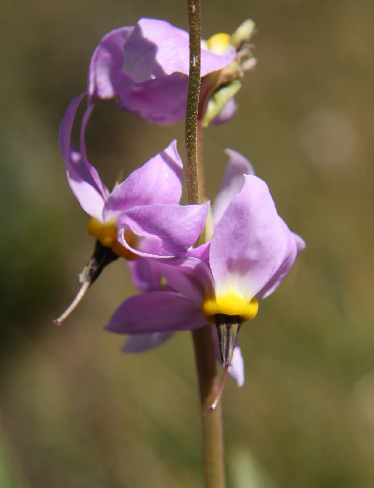 Jeffreys Shooting Star