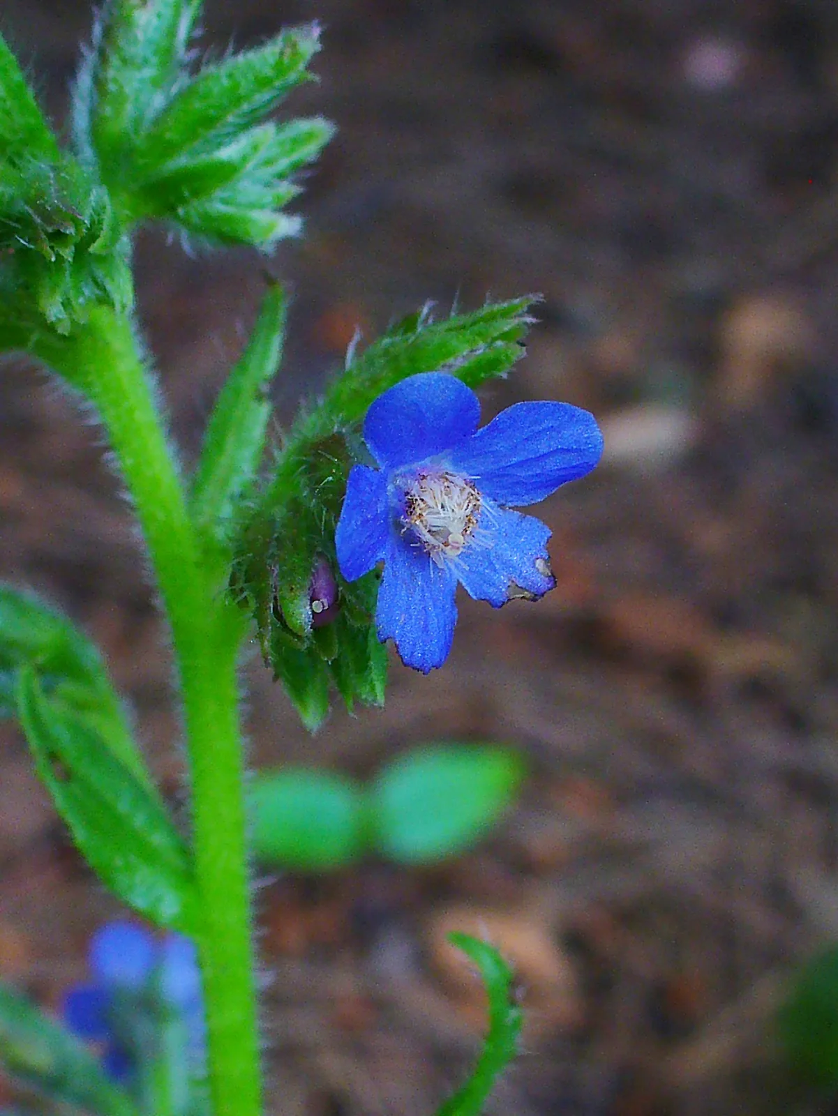 Italian Bugloss (Anchusa azurea)