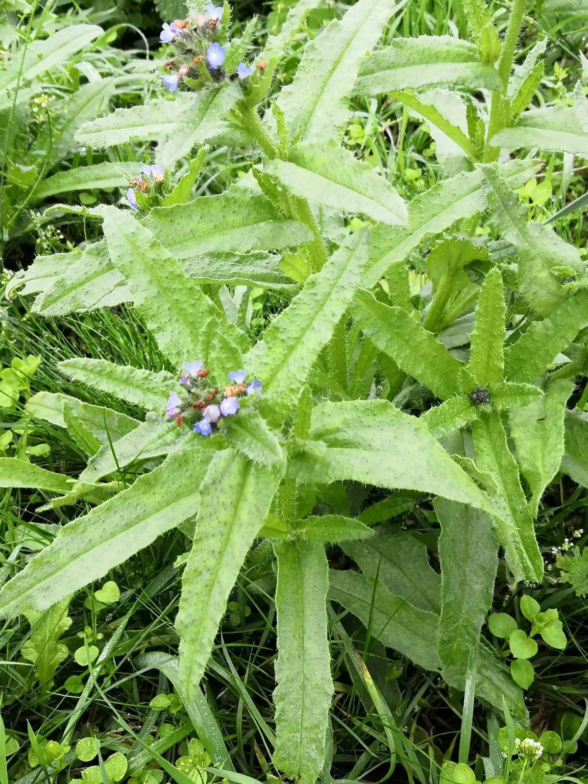 Small Bugloss
