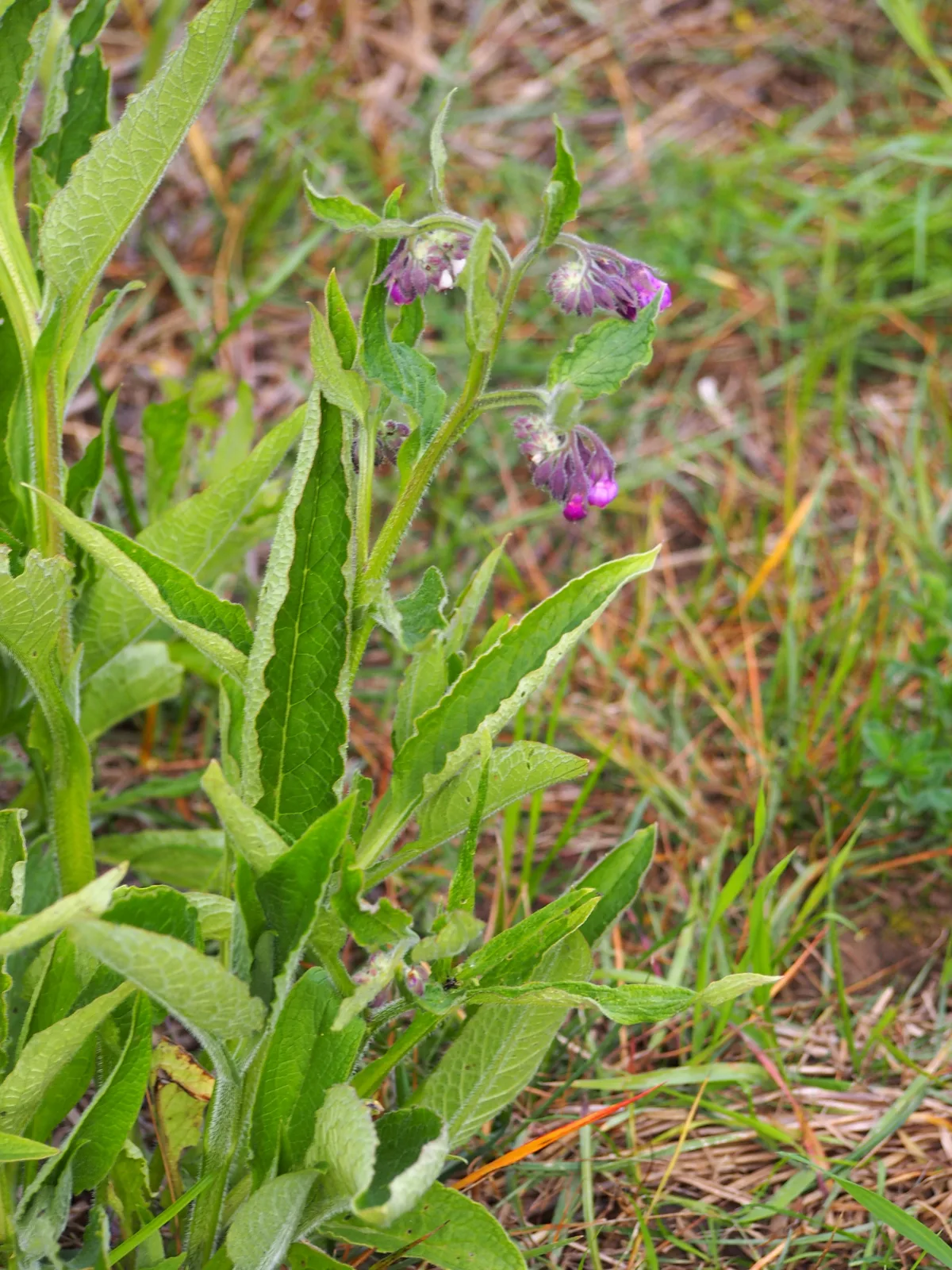 Common Comfrey (Symphytum officinale)