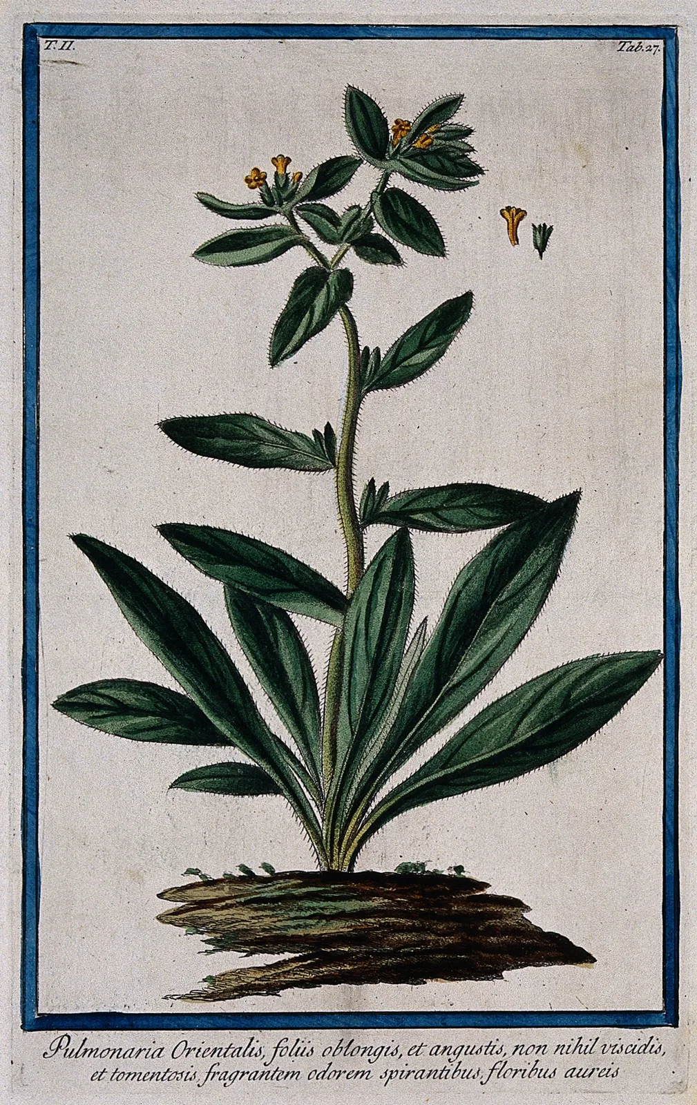 Lungwort (Pulmonaria officinalis)