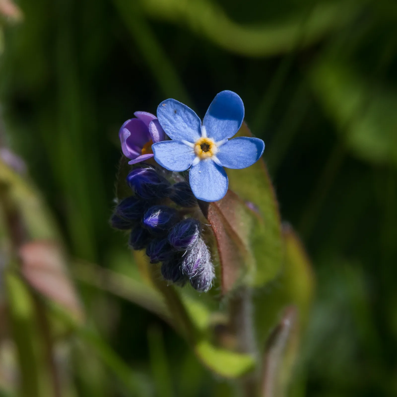 Field Forget-Me-Not