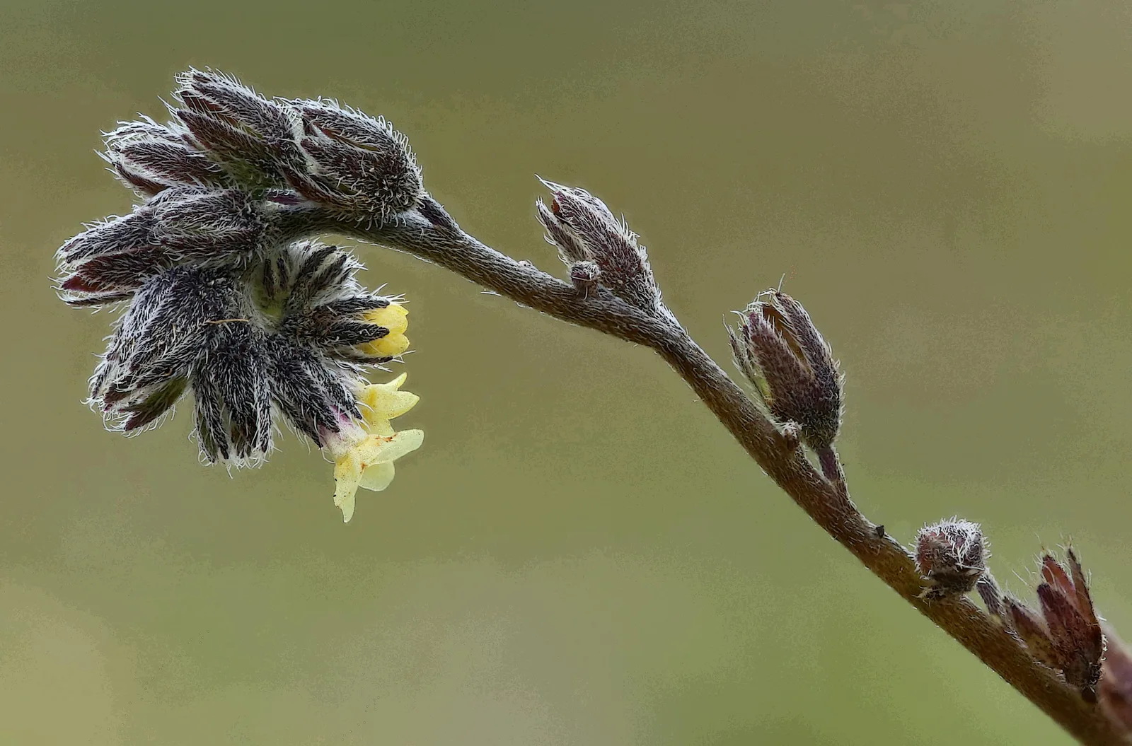 Changing Forget-Me-Not
