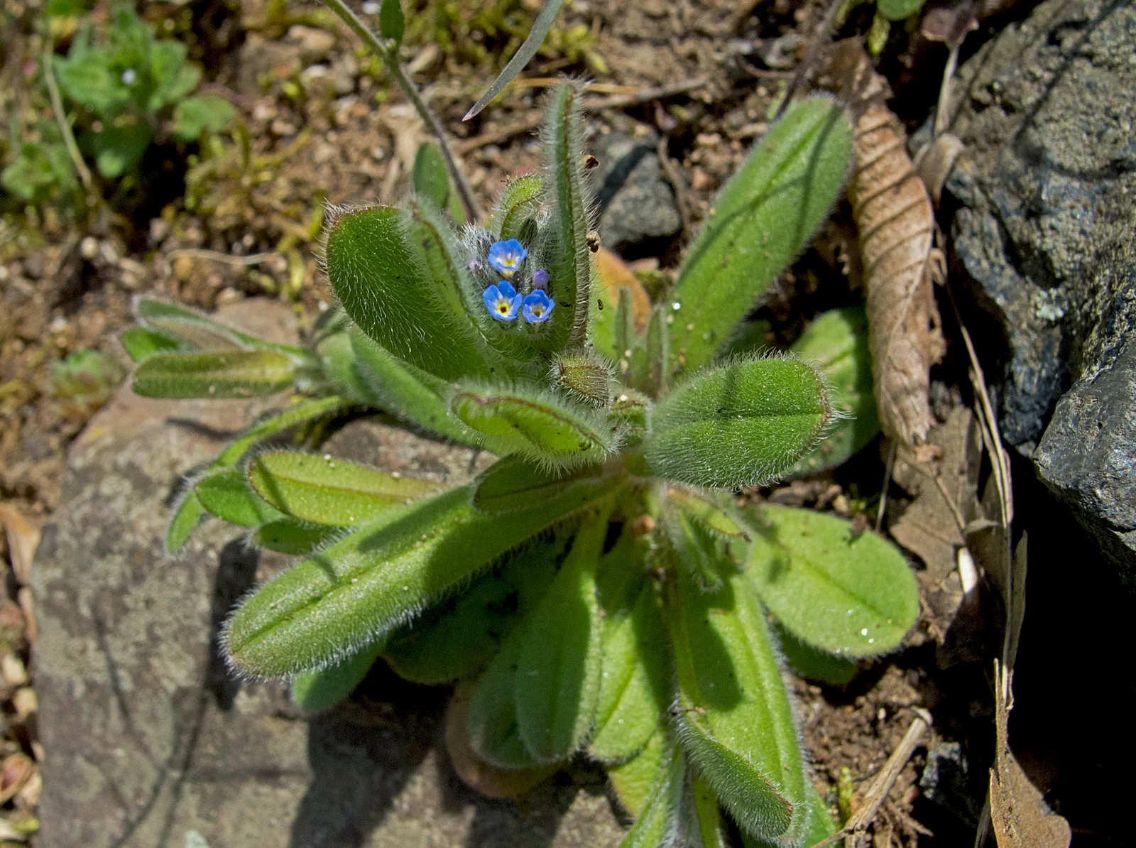 Early Forget-Me-Not (Myosotis ramosissima)