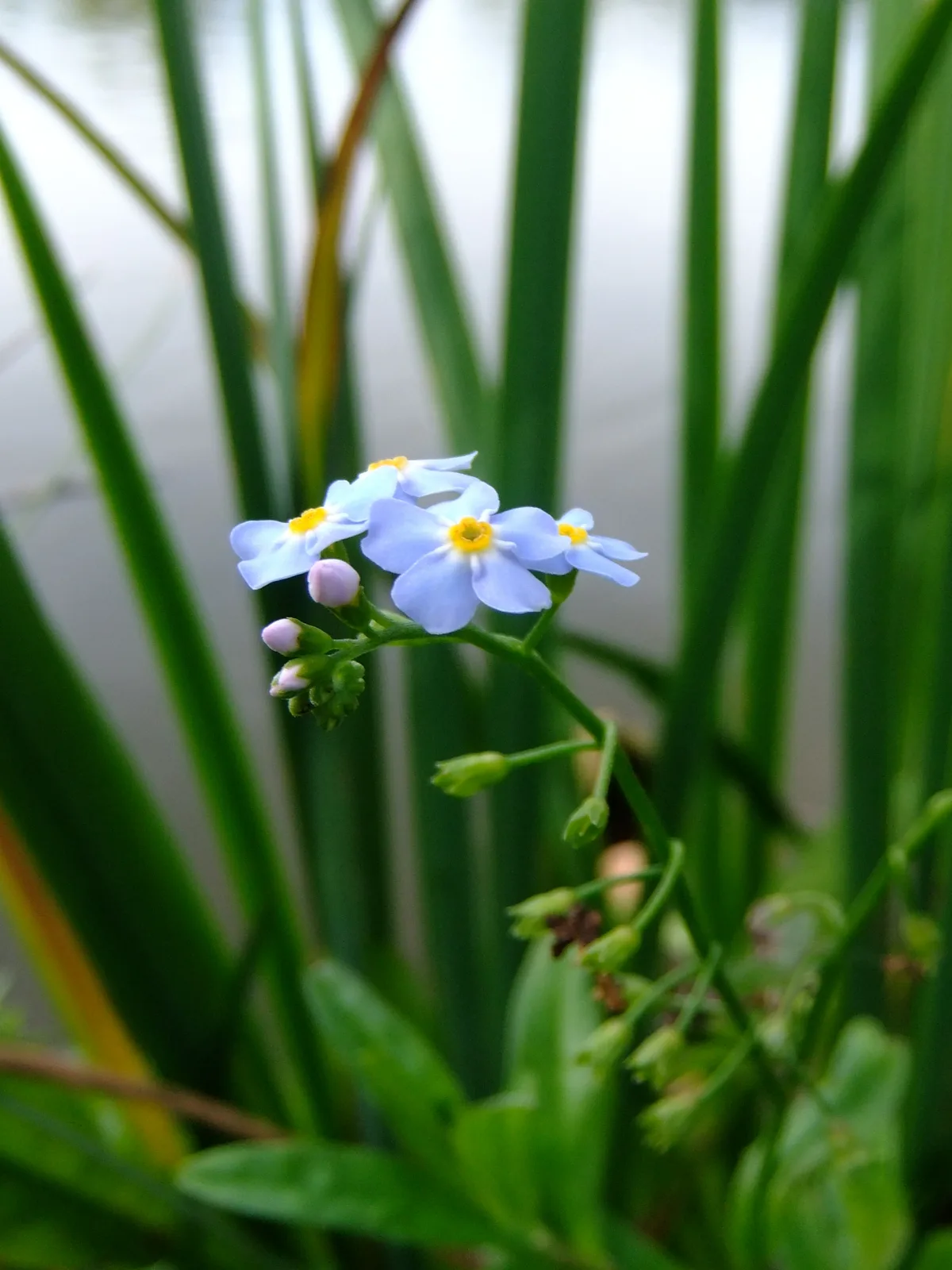 Tufted Forget-Me-Not