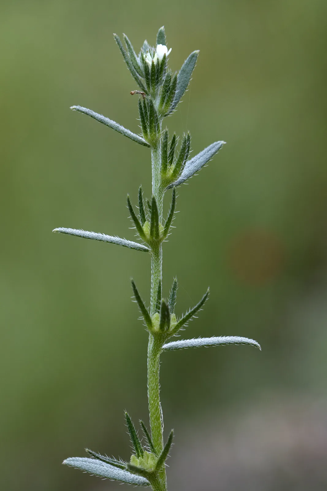 Corn Gromwell (Lithospermum arvense)