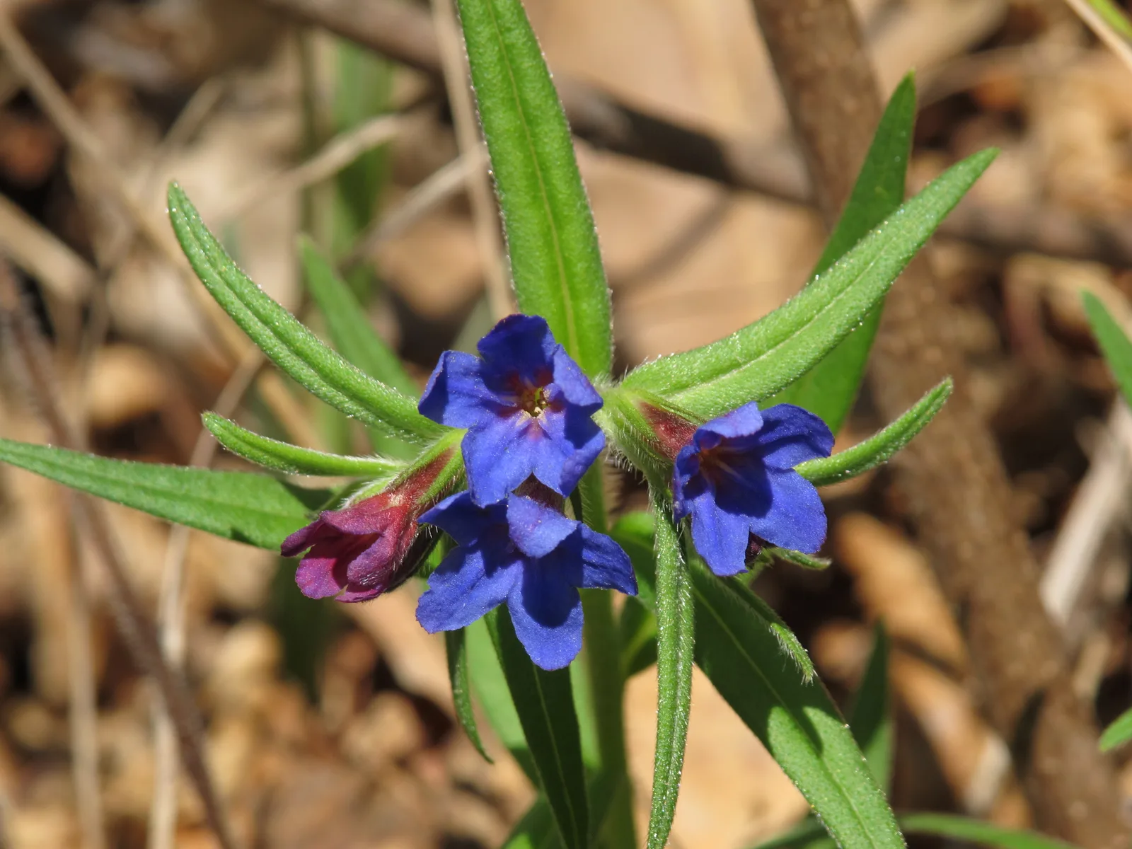 Purple Gromwell
