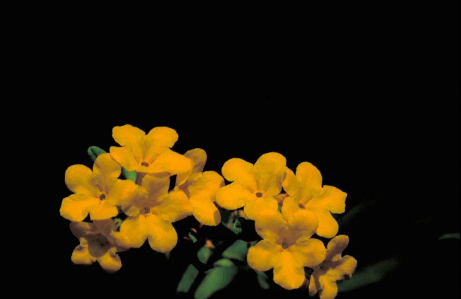 Hoary Puccoon