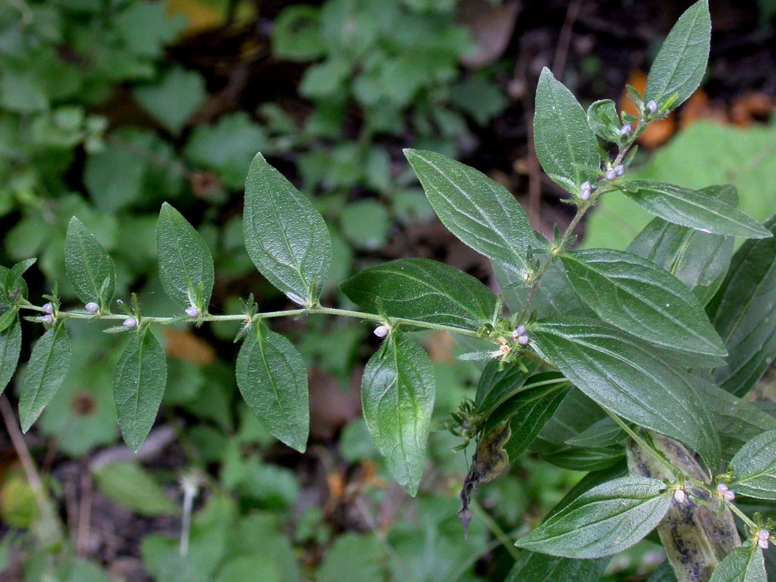 European Gromwell (Lithospermum officinale)