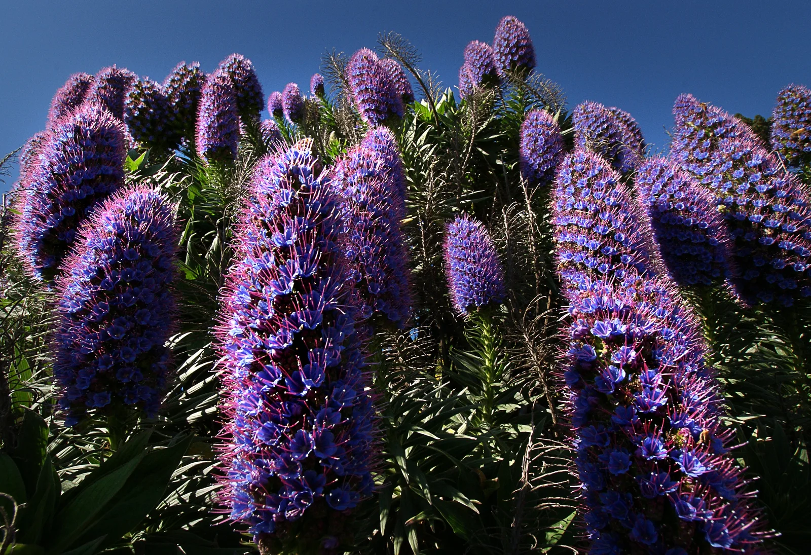 Pride of Madeira (Echium candicans)